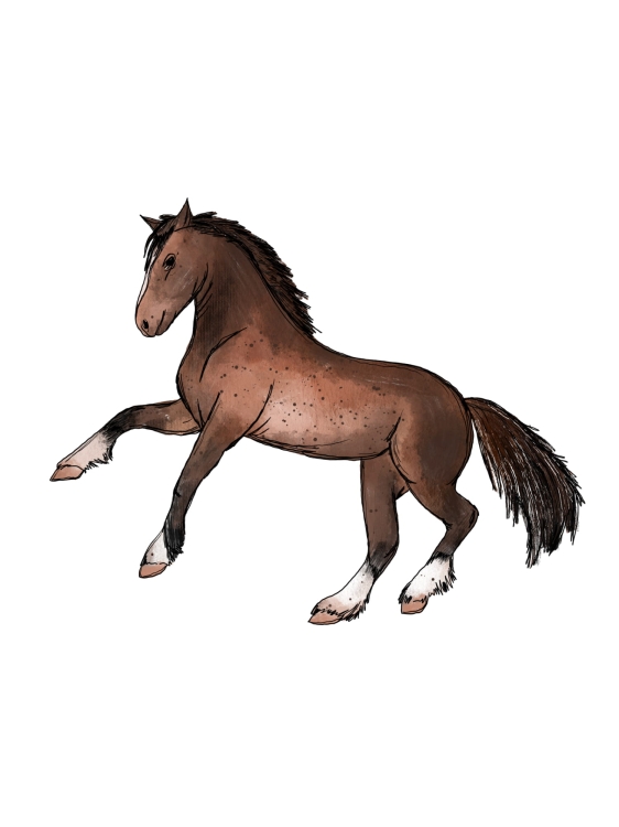 horse kon.jpg